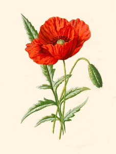 Skarlát mák, 1877.