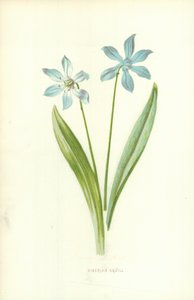 Szibériai Squill alkotó: Frederick Edward Hulme
