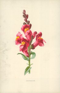Tátika alkotó: Frederick Edward Hulme
