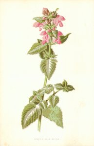 Foltos döglött csalán alkotó: Frederick Edward Hulme