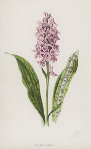 Foltos orchis (chromolitho) alkotó: Frederick Edward Hulme