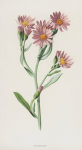 Csillagfű (chromolitho) alkotó: Frederick Edward Hulme