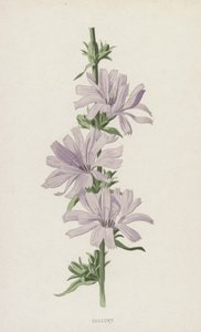 Succory (chromolitho) alkotó: Frederick Edward Hulme