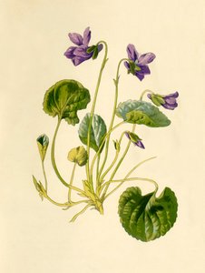 Édes ibolya, 1877. alkotó: Frederick Edward Hulme