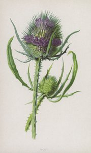 Kötött (chromolitho) alkotó: Frederick Edward Hulme