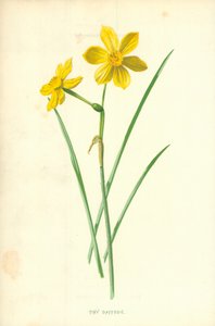 Apró nárcisz alkotó: Frederick Edward Hulme