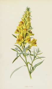 Varangy-len (chromolitho) alkotó: Frederick Edward Hulme