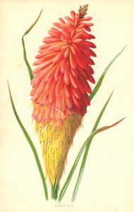 Fáklyás Liliom alkotó: Frederick Edward Hulme