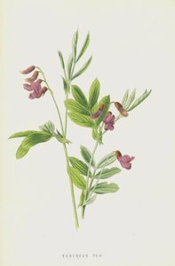 gumós borsó (chromolitho) alkotó: Frederick Edward Hulme