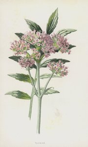 Valerian (chromolitho) alkotó: Frederick Edward Hulme