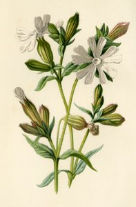 Fehér Campion, 1877. alkotó: Frederick Edward Hulme