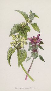 Fehér és vörös csalán (chromolitho) alkotó: Frederick Edward Hulme