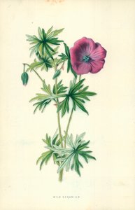 Vad Geranium