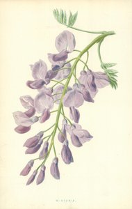 Lilaakác alkotó: Frederick Edward Hulme