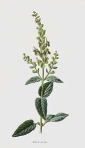 fazsálya (chromolitho) alkotó: Frederick Edward Hulme