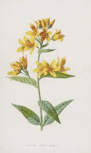 Yellow Loose-Strife (chromolitho) alkotó: Frederick Edward Hulme