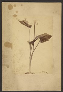 [Calla Lily] alkotó: Frederick H. Hollyer