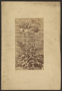 [Plant] alkotó: Frederick H. Hollyer