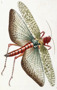 Egyiptomi sáska, 1790 alkotó: Frederick Polydor Nodder