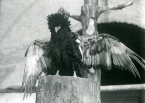 Egy Bateleur Eagle egy fatönkön áll és szárnyait tárja, Londoni Állatkert, 1925 alkotó: Frederick William Bond