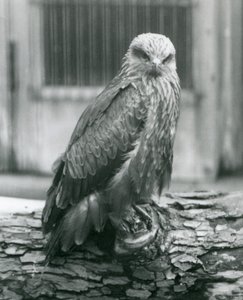 A Black Kite resting on a log, London Zoo, August 1926 (b/w photo) alkotó: Frederick William Bond
