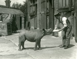 Egy fekete orrszarvú borjút palackkal etet a gazdája, a Londoni Állatkert, 1928. szeptember alkotó: Frederick William Bond