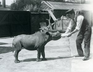 Egy fekete orrszarvú borjút palackkal etet a gazdája, a Londoni Állatkert, 1928. szeptember alkotó: Frederick William Bond