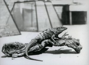 Fekete tüskésfarkú leguán pihent egy rönkön a londoni állatkertben 1928 augusztusában (f/w fotó) alkotó: Frederick William Bond