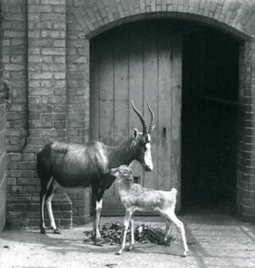 Egy bleszboki borjú az anyjával a londoni állatkertben, 1914 júniusában alkotó: Frederick William Bond