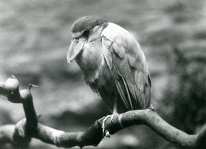 Egy csónakcsőrű gém, vagy Boatbill, egy ágon ülve a londoni állatkertben, 1924. június alkotó: Frederick William Bond