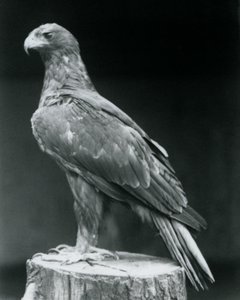 Egy csizmás sas egy fatönkön áll a londoni állatkertben 1926 júniusában alkotó: Frederick William Bond