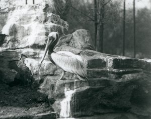 Egy barna pelikán sziklákon állt a londoni állatkertben 1927 júniusában alkotó: Frederick William Bond