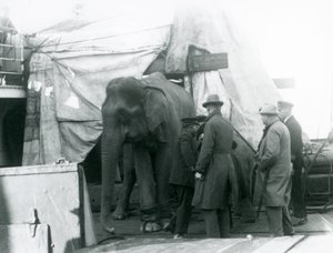Egy burmai elefánt, aki részben a fedélzeten ponyva alatt bújt meg, egy edzővel és négy másik férfival a londoni állatkertbe utazott 1927-ben (f/w fotó) alkotó: Frederick William Bond