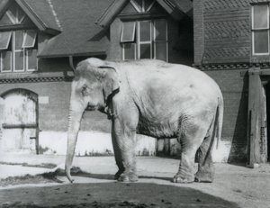 Egy burmai elefánt a londoni állatkert Elephant House előtt áll alkotó: Frederick William Bond