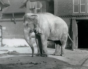 Egy burmai elefánt a londoni állatkert elefántháza előtt 1929-ben (f/w fotó) alkotó: Frederick William Bond