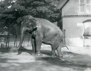 Egy burmai elefánt kilép egy medencéből a londoni állatkertben alkotó: Frederick William Bond