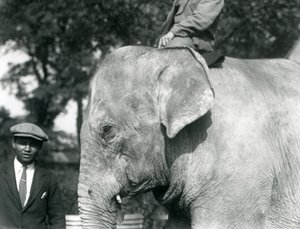 Egy burmai elefánt kiképzőjével és egy másik emberrel, a Londoni Állatkert, 1926. szeptember alkotó: Frederick William Bond