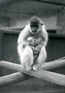 Egy sapkás Langur tartja a babát, miközben egy gerendán ül. Londoni Állatkert, 1913. október 6 alkotó: Frederick William Bond