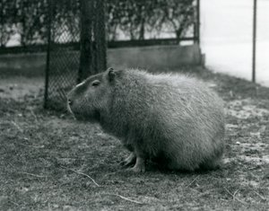 Egy Capybara a londoni állatkert kikertjében ült 1927 júniusában