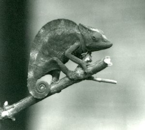 Egy kaméleon egy ág végébe kapaszkodva, Londoni Állatkert, 1927 alkotó: Frederick William Bond