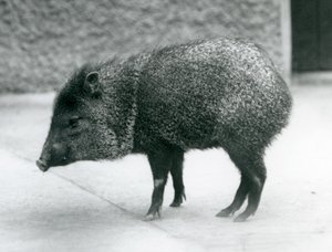 Nyakörves peka a londoni állatkertben, 1927 alkotó: Frederick William Bond