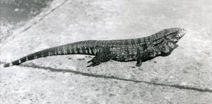 Egy CommonGoldGoldenBlackkolumbiai tegu vagy tigrisgyík a londoni állatkertben 1926 augusztusában alkotó: Frederick William Bond