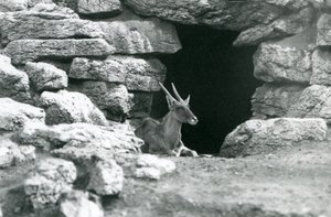 A londoni állatkert Eland/Antelope Paddockjában 1929-ben a menedékének bejáratában pihenő sziklák között (f/w fotó) alkotó: Frederick William Bond