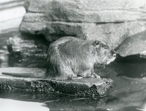 Egy Coypu egy sziklás párkányon ül egy medencében a londoni állatkertben, 1928 februárjában (f/w fotó) alkotó: Frederick William Bond