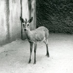 Egy CrownSahel Nyugat-afrikai Bush Duiker a londoni állatkertben 1927 augusztusában alkotó: Frederick William Bond