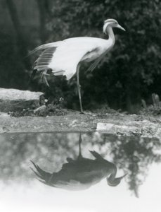 Egy Demoiselle Crane áll egy lábon, tükörszerű tükörképével a lenti medencében, Londoni Állatkert alkotó: Frederick William Bond