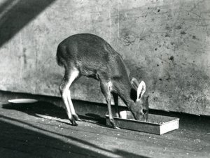 Egy Duiker a földön lévő tálcáról táplálkozik, Londoni Állatkert, 1925. július alkotó: Frederick William Bond
