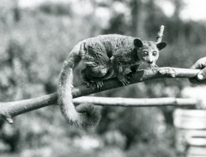 A Galago egy ágon sétál, amelyet egy állattartó tart, a londoni állatkert alkotó: Frederick William Bond
