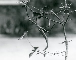 Egy óriásbotos rovar álcázott egy gallyat a londoni állatkertben 1923-ban alkotó: Frederick William Bond
