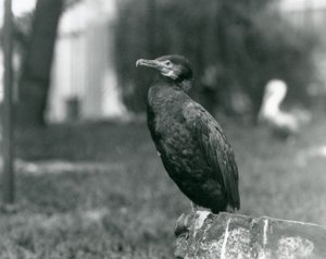 Egy nagy kormorán a londoni állatkertben 1927 szeptemberében alkotó: Frederick William Bond